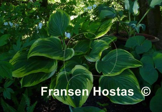 Hosta Fragrant Dream - Fransen Hostas